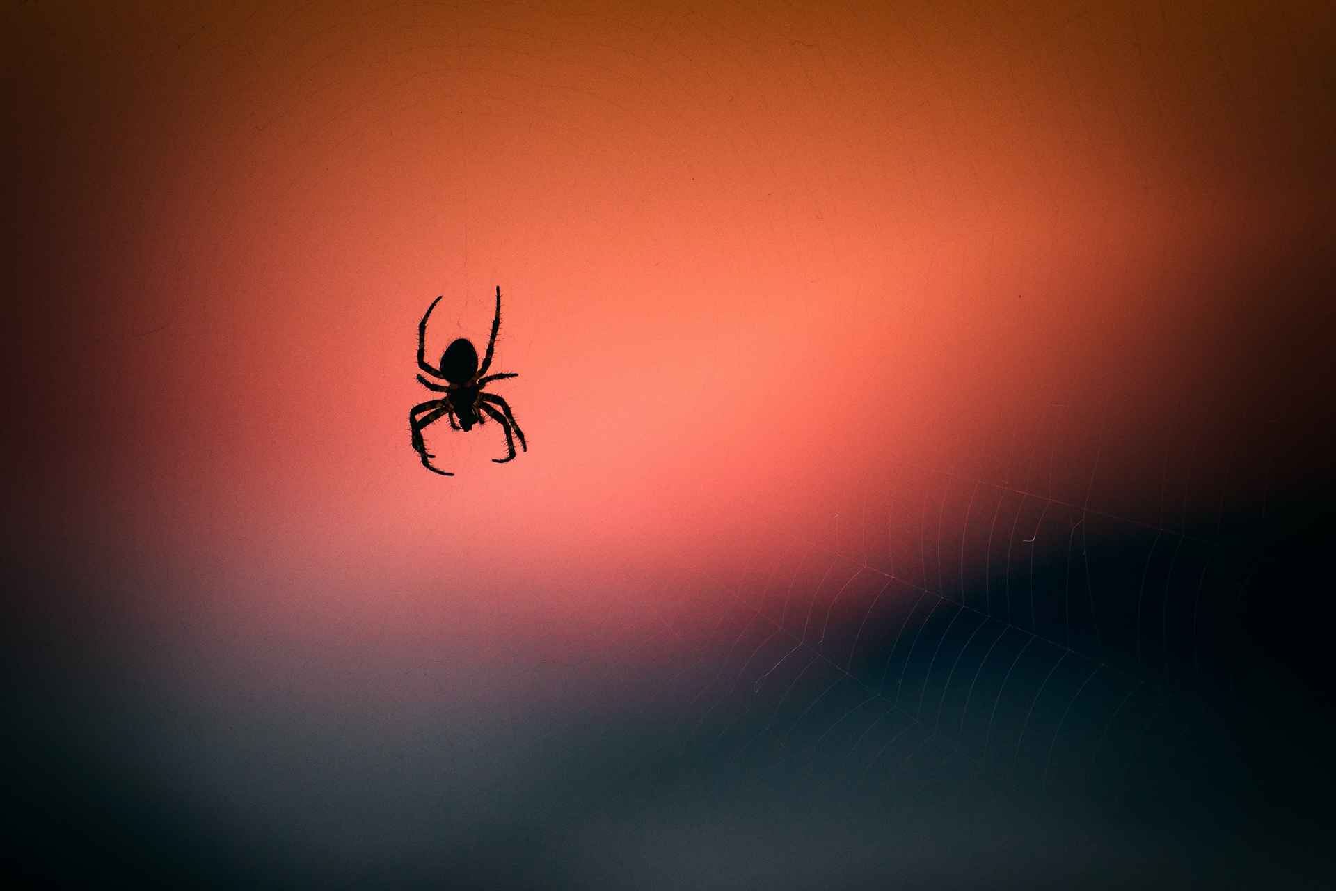 Warum mit der Angst vor Spinnen nicht zu spaßen ist