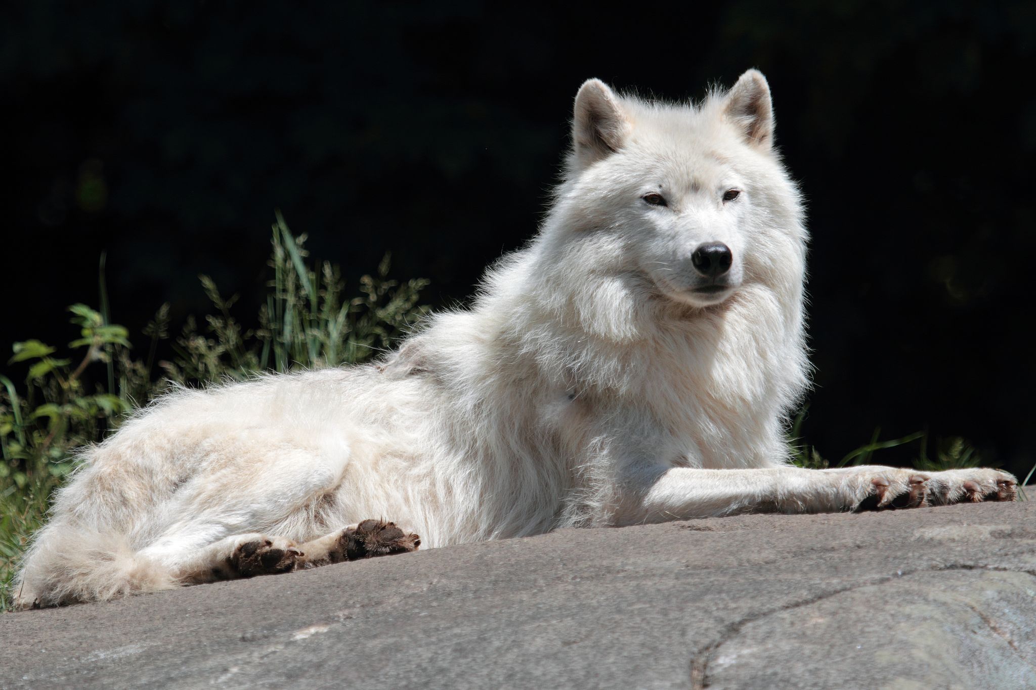 Bild: Cephas, Canis lupus arctos PO, CC BY-SA 3.0, via Wikimedia Commons